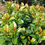 Thumbnail: Volcano Cherry Laurel