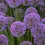 Thumbnail: Millenium Flowering Onion