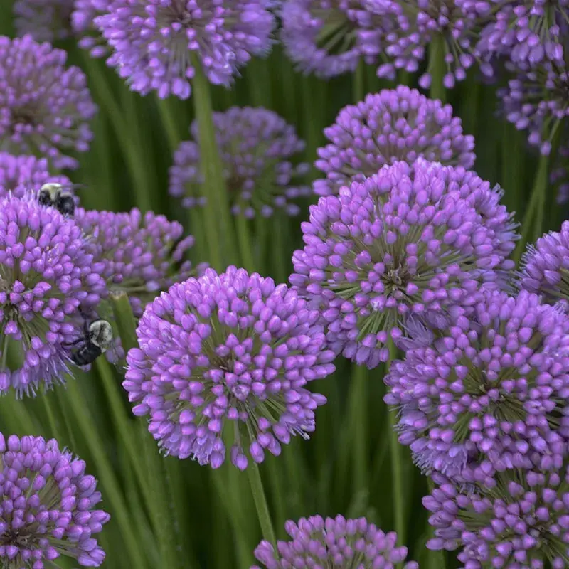 Millenium Flowering Onion