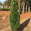 Thumbnail: Degroot's Spire Arborvitae