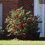 Thumbnail: Kramers Supreme Camellia