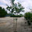 Thumbnail: Natchez Crape Myrtle