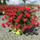 Thumbnail: Red Drift® Rose