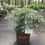 Thumbnail: Soft Caress Mahonia