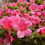 Thumbnail: Chinzan Azalea