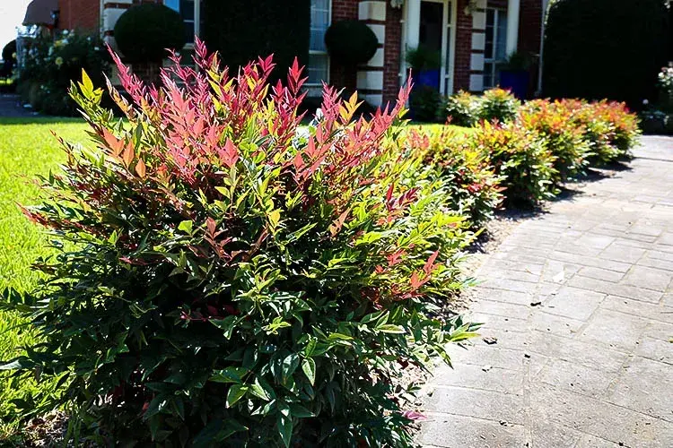 Obsession™ Nandina