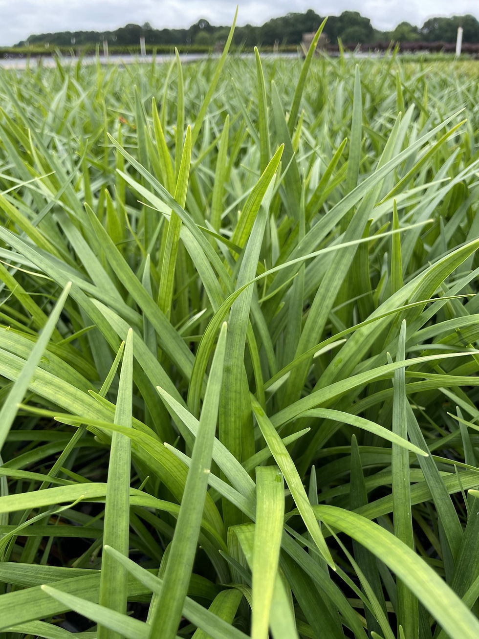 Super Blue Lily Turf