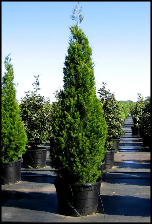 Brodie Juniper