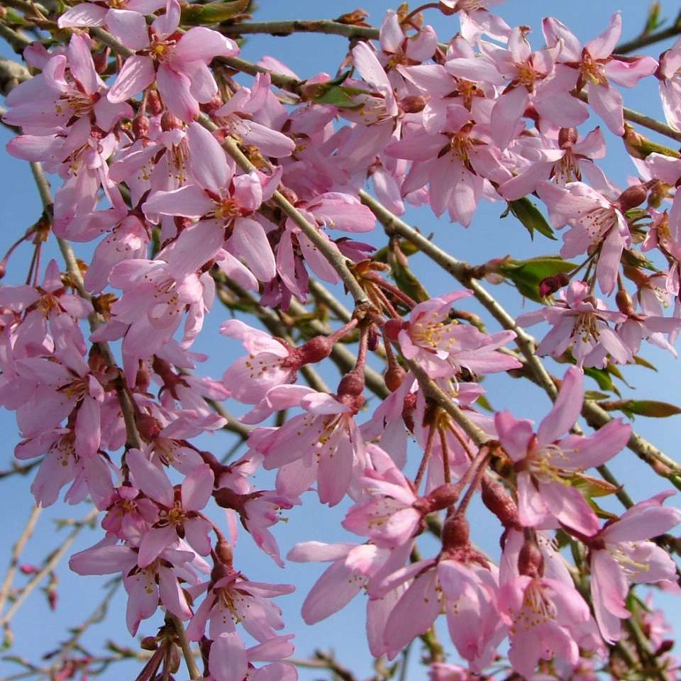 Pink Snow Showers™ Weeping Cherry