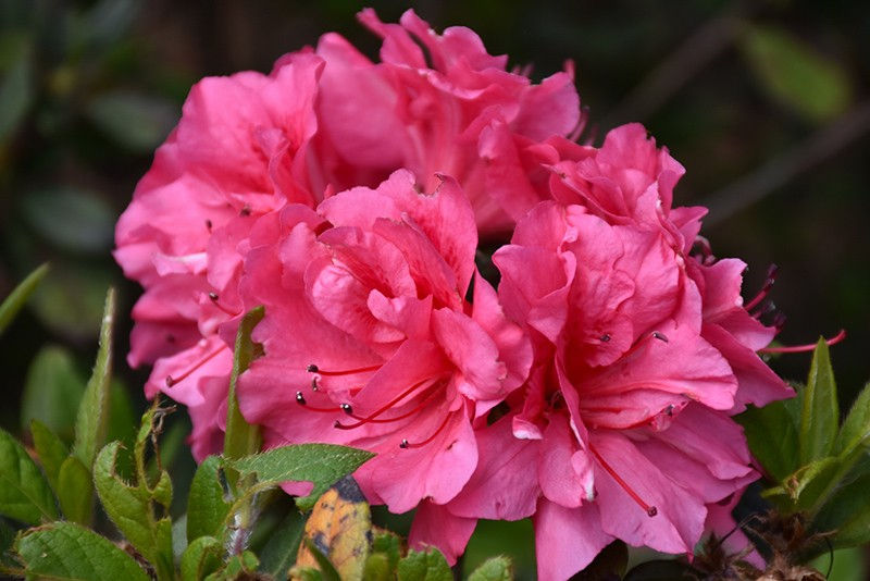 Autumn Carnival™ Reblooming Azalea
