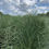 Thumbnail: Gracillimus Maiden Grass