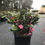 Thumbnail: Kanjiro Camellia