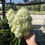 Thumbnail: White Wedding® Hydrangea