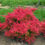 Thumbnail: Sunjoy Neo Barberry
