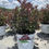 Thumbnail: Wine & Roses® Weigela