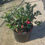 Thumbnail: Dragons Blood Camellia