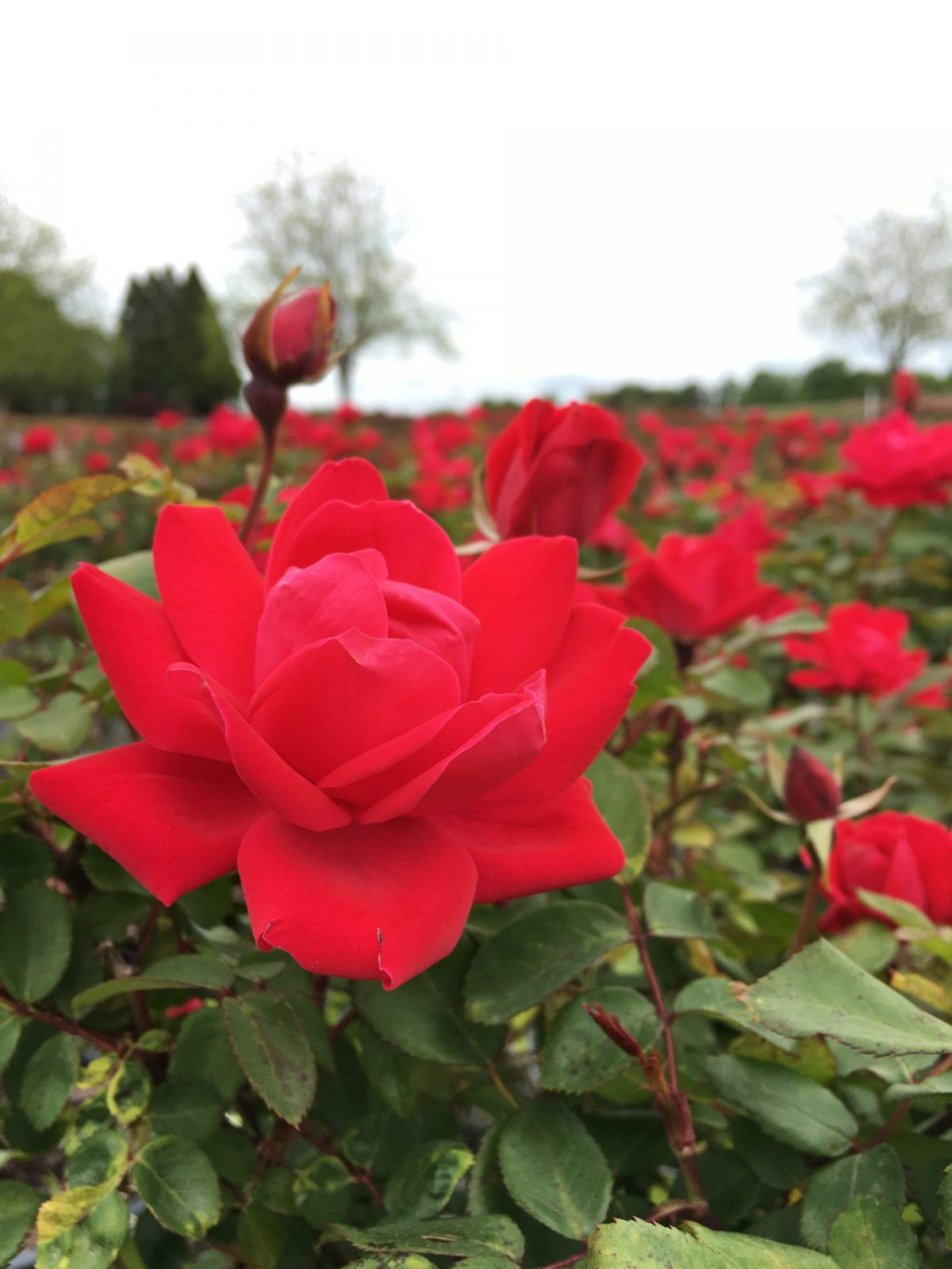 Knock Out® Red Double Rose