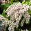 Thumbnail: Scarlet O'Hara Japanese Pieris