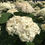 Thumbnail: Invincibelle Wee White® Hydrangea