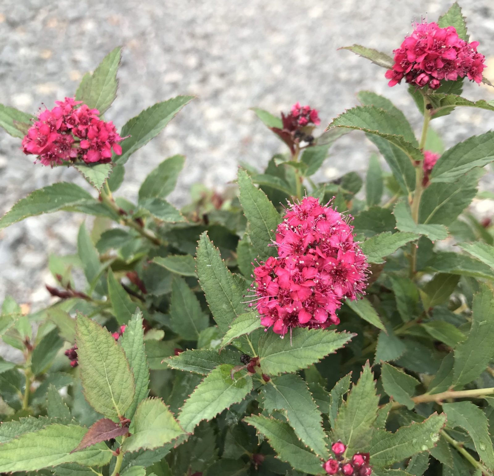 Double Play Doozie® Spirea