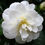 Thumbnail: Colonial Dame Camellia