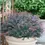 Thumbnail: Sunjoy Mini Salsa Barberry