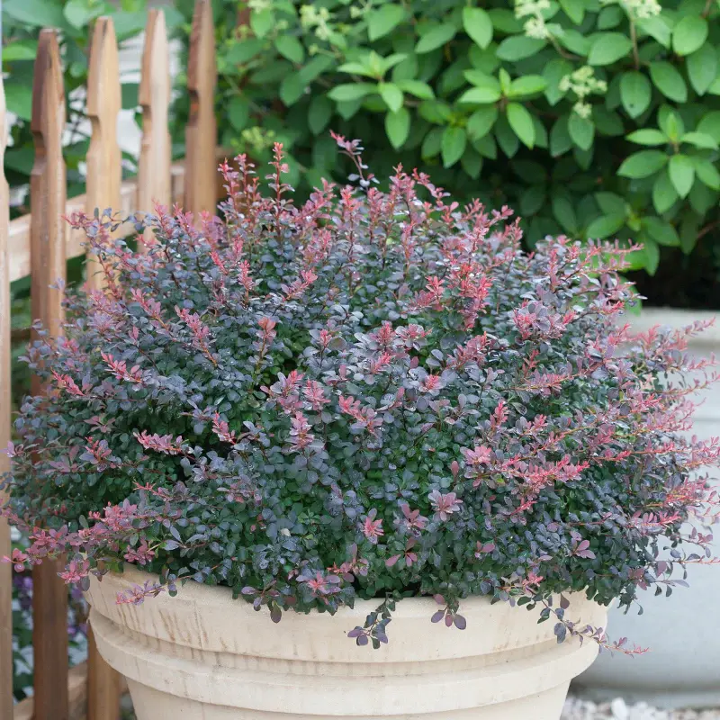 Sunjoy Mini Salsa Barberry