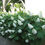 Thumbnail: Gatsby Gal® Oakleaf Hydrangea
