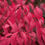 Thumbnail: Unforgettable Fire® Burning Bush