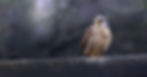 Kestrel banner 2.jpg