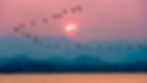 migrating-birds-1.jpg