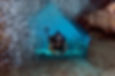 Diving - Swimthrough 2 - photographer Amanda Nicholls.jpeg
