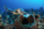 Hawksbill Turtle