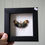 Thumbnail: Galaxy Lantern Fly