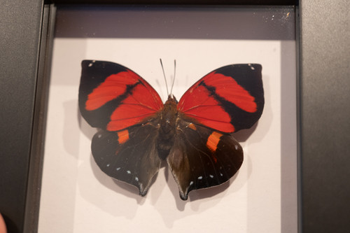 Framed Red Heart Leafwing Butterfly | Bazaar