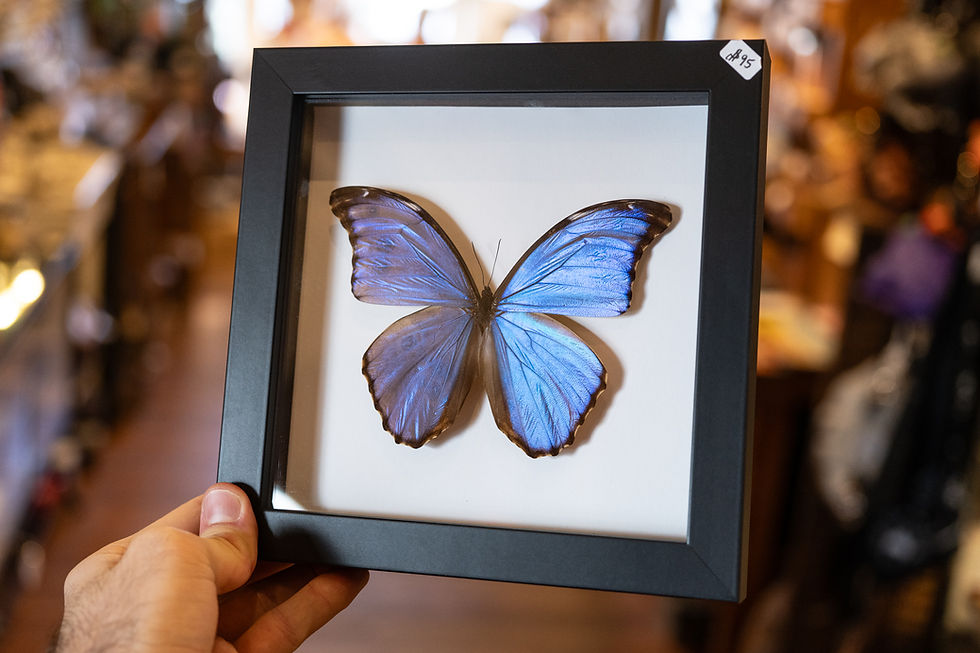 Thumbnail: Large Blue Morpho Butterfly