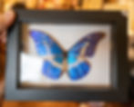 Thumbnail: Helena Morpho