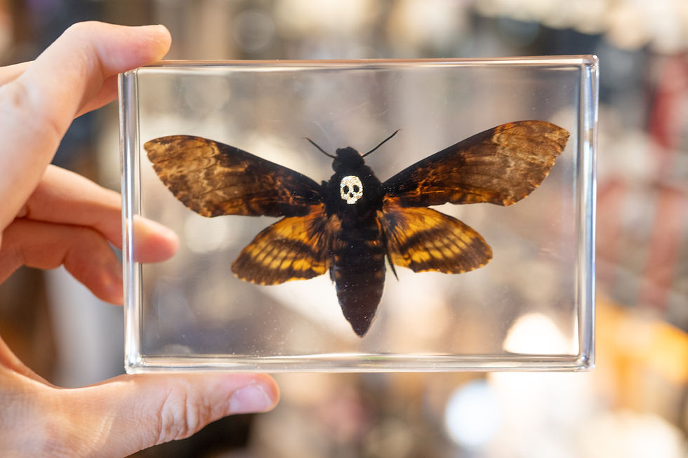 Thumbnail: Death's Head Hawkmoth in Resin