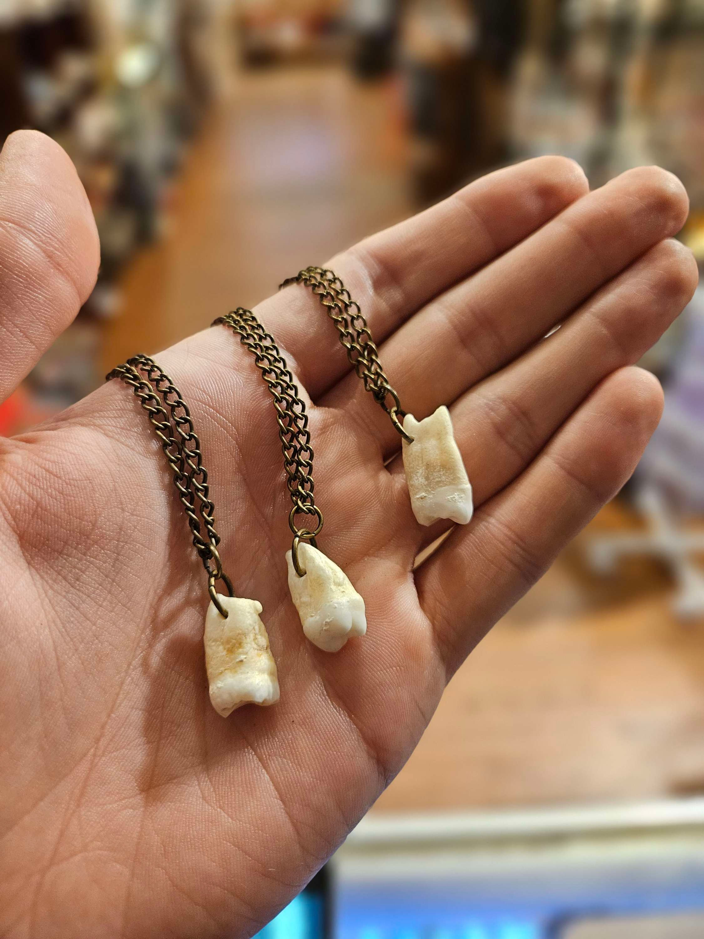 Real Human Tooth Necklace