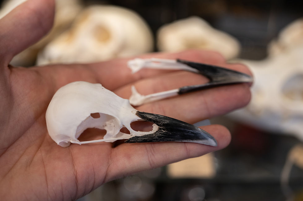 Thumbnail: European Carrion Crow Skull