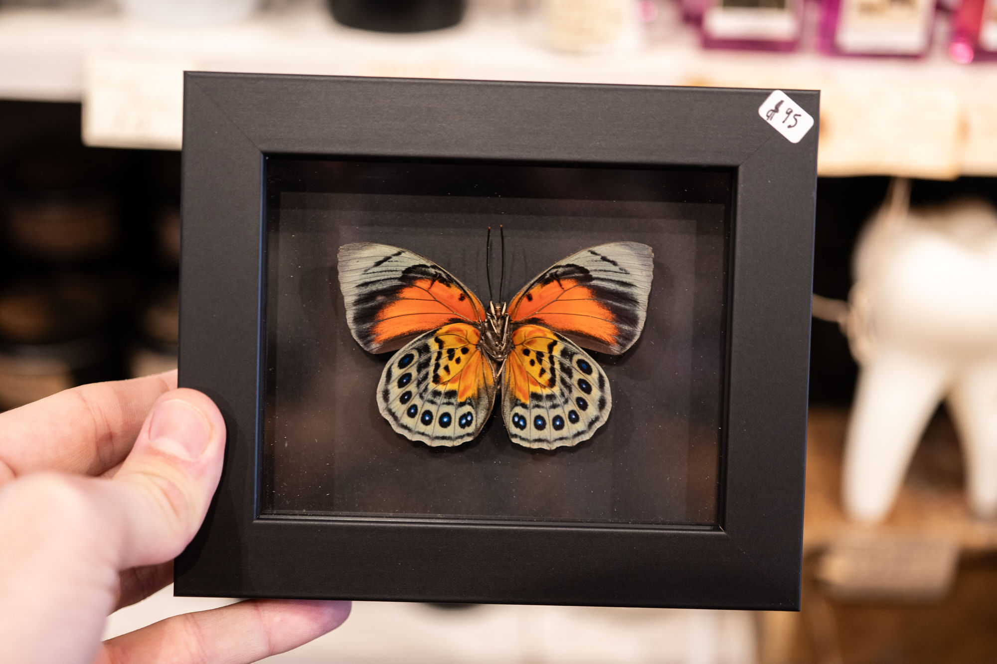 Rare Agrias Hybrid Butterfly