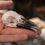 Thumbnail: European Carrion Crow Skull