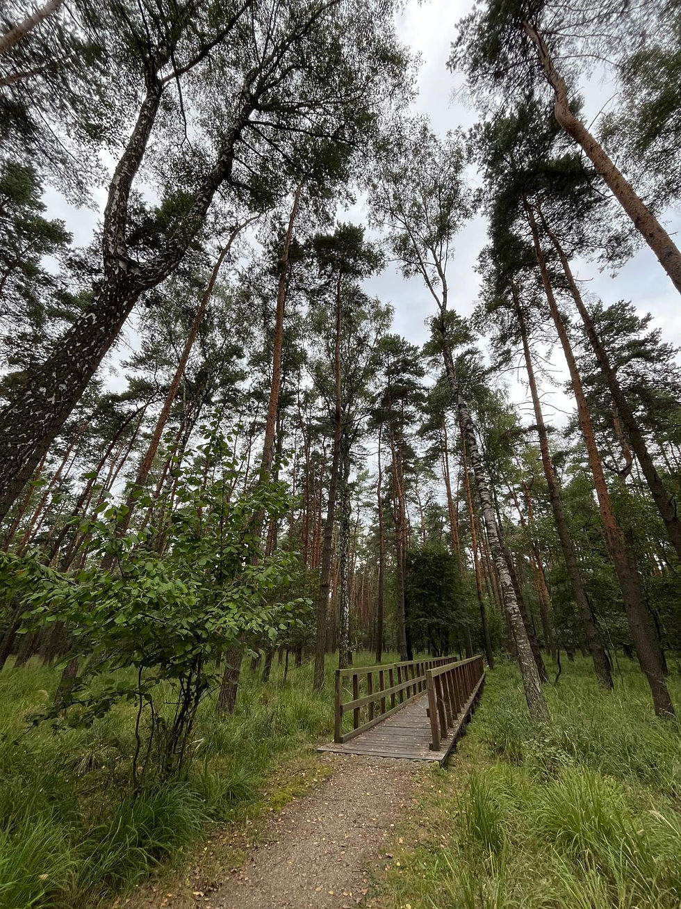 Leśna ścieżka edukacyjna