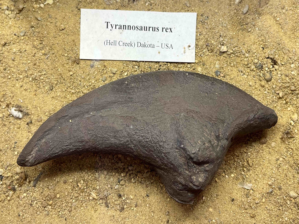Prawdziwy ząb T-Rexa