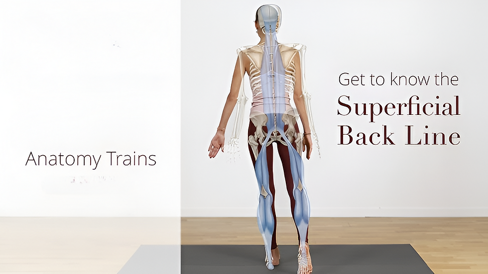 Anatomy Trains Assessment For Back Pain