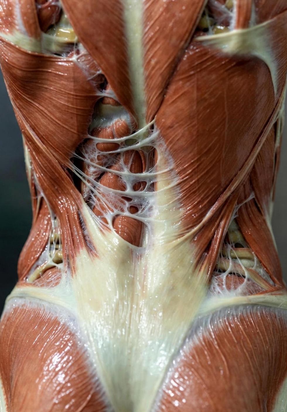 Fascia on the human back as describes with physology method