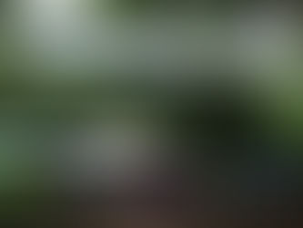 Celebración del dÃa internacional de ambiente