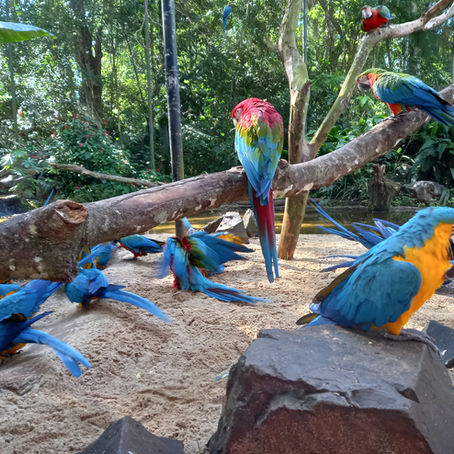 O encanto do Parque das Aves de Foz do Iguaçu