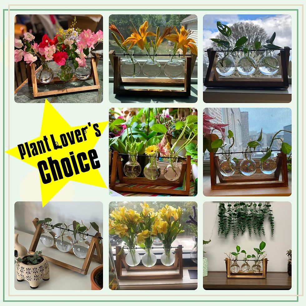 Thumbnail: XXXFLOWER Plant Terrarium with Wooden Stand, Air Planter Bulb Glass Vase Metal 