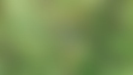 Técnica inédita para reflorestamento apresenta resultados animadores